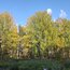 Четыре гектара городских лесов по Ново-Московскому тракту отдали под элитную застройку