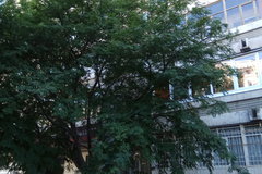 Екатеринбург, ул. Денисова-Уральского, 5 (Юго-Западный) - фото квартиры
