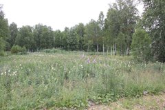 к.п. Заповедник (городской округ Сысертский, с. Кашино) - фото земельного участка