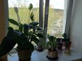 Продажа квартиры: Екатеринбург, ул. Черноморский, 8 (Эльмаш) - Фото 1