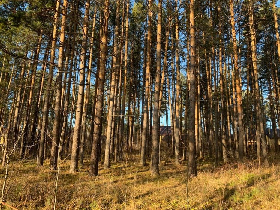 п. Каменка, ул. Тенистый, 7 (городской округ Белоярский) - фото земельного участка (1)