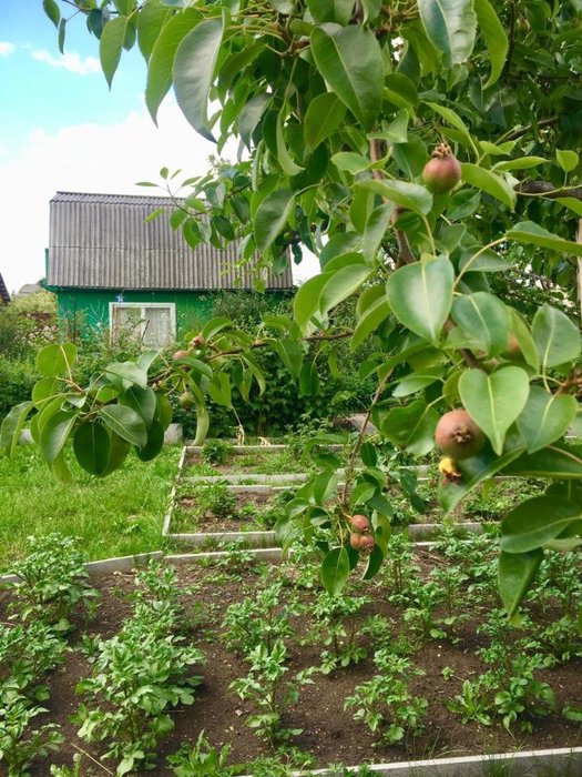 г. Березовский, КС №38 (городской округ Березовский) - фото сада (5)