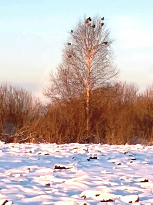 с. Логиново (городской округ Белоярский) - фото земельного участка (3)