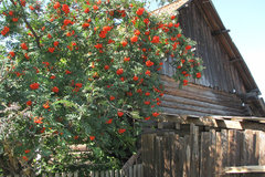 г. Сысерть, ул. Белинского, 51 (городской округ Сысертский) - фото дома