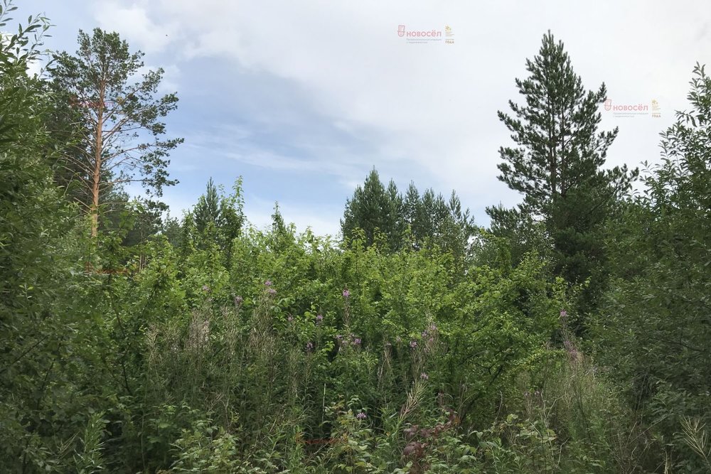 п. Ключевск, №75 Медвежье , уч. 75 (городской округ Березовский) - фото сада (1)