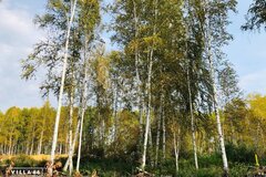 к.п. Заповедник, ул. Косуля, 133 (городской округ Сысертский, п. Габиевский) - фото земельного участка