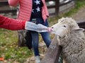Продажа земельного участка: к.п. Заповедник, ул. Косуля, 133 (городской округ Сысертский, п. Габиевский) - Фото 4