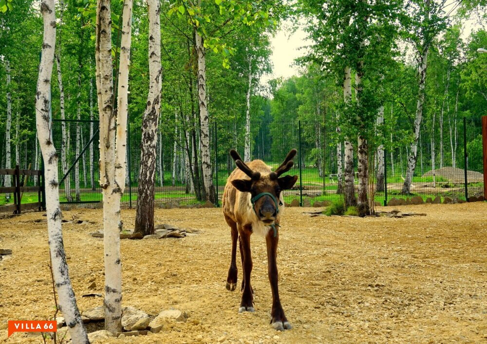 к.п. Заповедник, ул. Совята, 8 (городской округ Сысертский, п. Габиевский) - фото земельного участка (4)