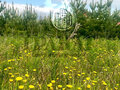 Продажа земельного участка: п. Залесье, ул. Ягодная (городской округ Верхняя Пышма) - Фото 1