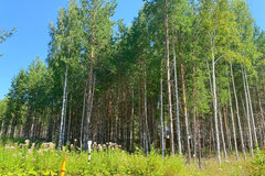 к.п. Заповедник, ул. Жаворонок, 50 (городской округ Сысертский, п. Габиевский) - фото земельного участка