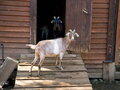 Продажа земельного участка: к.п. Заповедник, ул. Жаворонок, 50 (городской округ Сысертский, п. Габиевский) - Фото 6