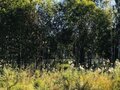 Продажа земельного участка: к.п. Лукоморье (городской округ Сысертский, с. Щелкун) - Фото 1