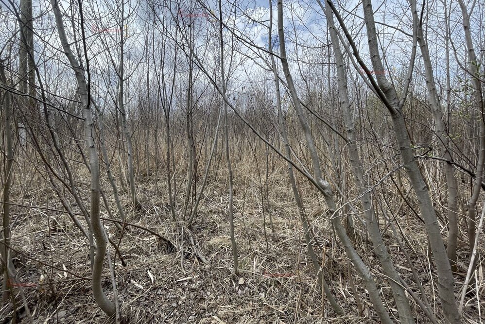 поселок городского типа Белоярский, ул. Родниковая, 1 (городской округ Белоярский) - фото земельного участка (5)