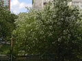 Продажа квартиры: Екатеринбург, ул. Крестинского, 49/2 (Ботанический) - Фото 7