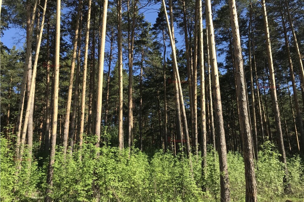 г. Березовский, ул. Нагорная, 59 (городской округ Березовский) - фото земельного участка (6)