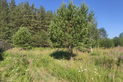 с. Кашино, С/Т Васильки (городской округ Сысертский) - фото сада