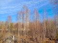 Продажа земельного участка: Екатеринбург, ул. Созвездие Премиум - Фото 7