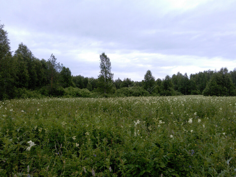 п. Становая, ул. ПСК Шиловский, 61 (городской округ Березовский) - фото земельного участка (1)