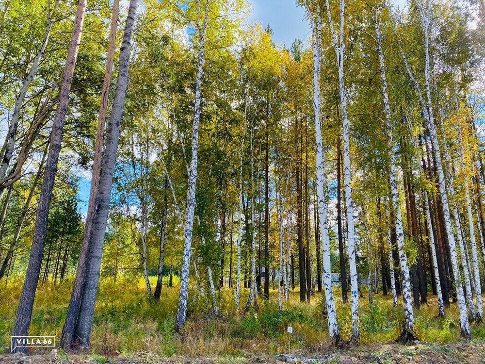 к.п. Заповедник, ул. Кедровка, 10 (городской округ Сысертский, п. Габиевский) - фото земельного участка (1)