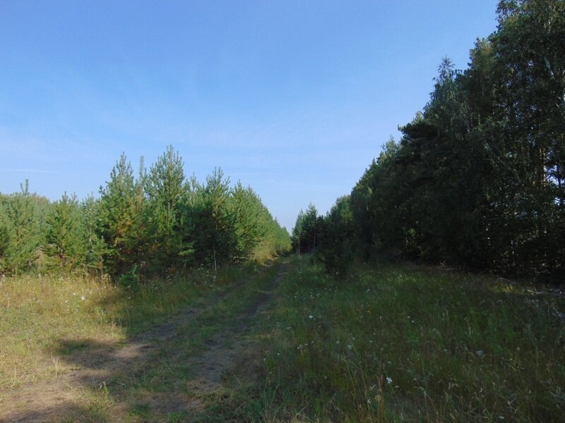 оз. Кисегач (Каслинский район) - фото земельного участка (3)