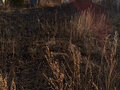 Продажа земельного участка: г. Ревда, ул. Серова, 7 (городской округ Ревда) - Фото 2