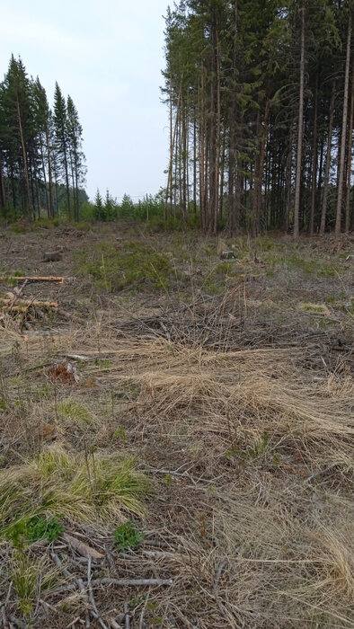 г. Ревда, ул. Облепиховая, 22 (городской округ Ревда) - фото земельного участка (1)