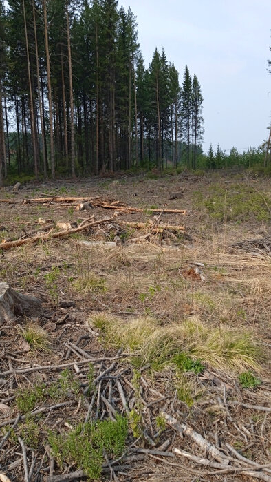 г. Ревда, ул. Облепиховая, 22 (городской округ Ревда) - фото земельного участка (4)
