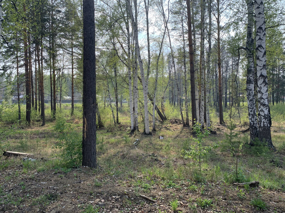 к.п. Заповедник, ул. Рысь, 233 (городской округ Сысертский, п. Габиевский) - фото земельного участка (3)