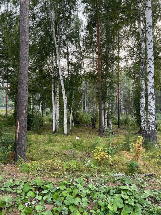 к.п. Заповедник, ул. Рысь, 233 (городской округ Сысертский, п. Габиевский) - фото земельного участка (5)