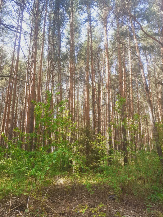 г. Нижний Тагил, СНТ ТИМИРЯЗЕВА (городской округ Нижний Тагил) - фото сада (4)