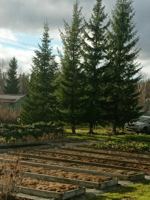 п. Красный Адуй, СТ Турбинка  (городской округ Верхняя Пышма) - фото сада (7)