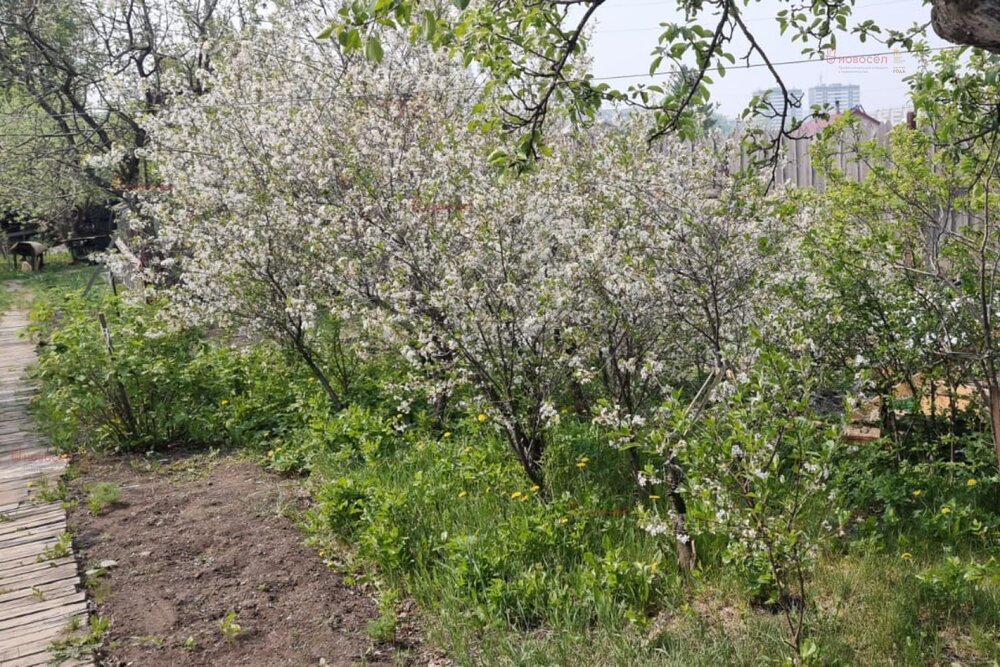 Екатеринбург, СНТ СНТ 