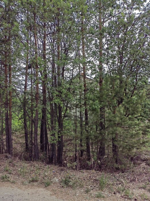 п. Двуреченск, ул. Уральская, 19 (городской округ Сысертский) - фото дома (5)