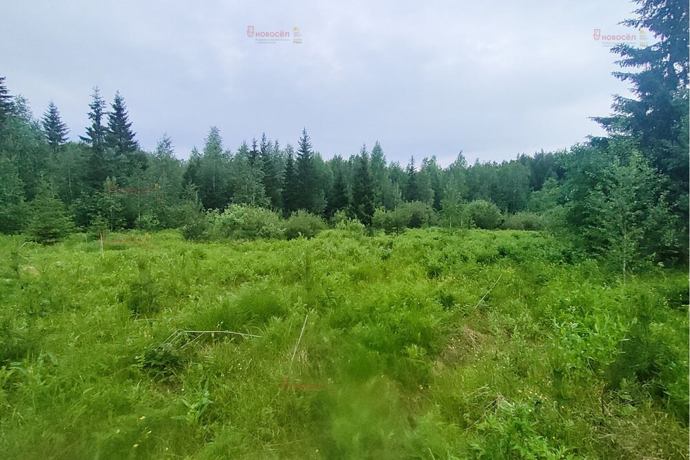п. Озерный (г.о. Режевской), ул. Еловая, 4 (городской округ Режевской) - фото земельного участка (4)