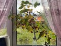 Продажа дома: г. Нижние Серги, ул. Степана Разина, 49 (Нижнесергинский район) - Фото 8
