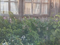 Продажа коттеджей: с. Балакино, ул. Ленина, 122 (городской округ Горноуральский) - Фото 6