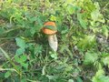 Продажа земельного участка: п. Становая, ул. Шиловский, 16, 17 (городской округ Березовский) - Фото 6