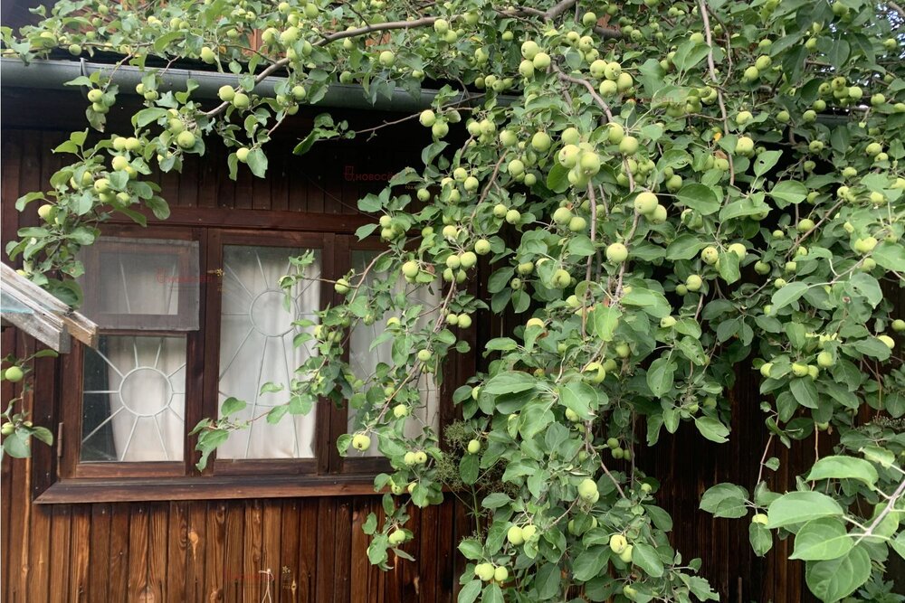 Екатеринбург, к/с Уралец (Нижне-Исетский) - фото сада (6)