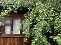 Продажа садового участка: Екатеринбург, к/с Уралец (Нижне-Исетский) - Фото 6