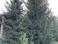 Продажа садового участка: Екатеринбург, снт. Авиатор, уч. 127 (Кольцово) - Фото 7