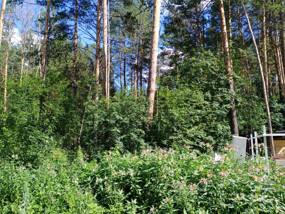 Екатеринбург, ул. Хоровой - фото земельного участка (1)