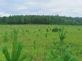 Продажа земельного участка: д. Токарево (городской округ Сысертский) - Фото 3
