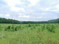 Продажа земельного участка: д. Токарево (городской округ Сысертский) - Фото 4