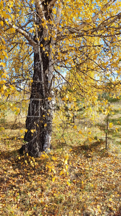 г. Нижний Тагил, ул. Партизанская, 15 (городской округ Нижний Тагил) - фото земельного участка (7)