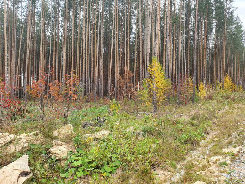 д. Гагарка (городской округ Заречный) - фото земельного участка (4)