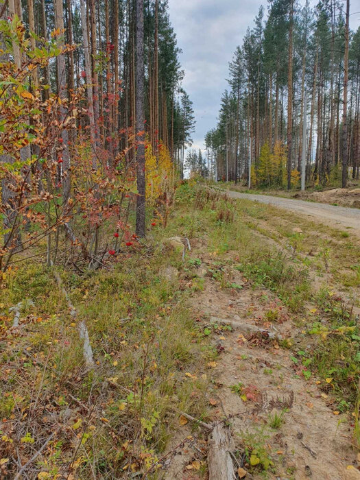 д. Гагарка (городской округ Заречный) - фото земельного участка (7)