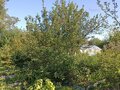 Продажа садового участка: Екатеринбург, СТ Химмашевец-14 - Фото 2