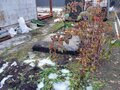 Продажа садового участка: г. Арамиль, Красная горка (городской округ Арамильский) - Фото 8