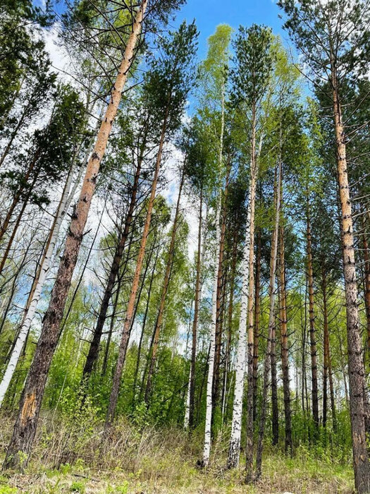 с. Новоалексеевское, городской округ Первоуральск, Пермское направление, 30км., ул.Буденного,  (Выберите район) - фото земельного участка (6)