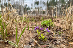 к.п. Заповедник, ул. Иволга, 32 (городской округ Сысертский, п. Габиевский) - фото земельного участка
